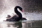 Trauerschwan (Cygnus atratus) im Hofgarten Düsseldorf