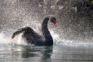 Trauerschwan (Cygnus atratus) im Hofgarten Düsseldorf