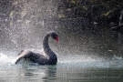 Trauerschwan (Cygnus atratus) im Hofgarten Düsseldorf