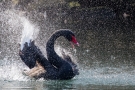 Trauerschwan (Cygnus atratus) im Hofgarten Düsseldorf