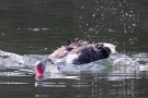 Trauerschwan (Cygnus atratus) im Hofgarten Düsseldorf