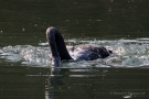 Trauerschwan (Cygnus atratus) im Hofgarten Düsseldorf