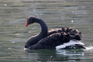 Trauerschwan (Cygnus atratus) im Hofgarten Düsseldorf