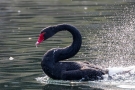 Trauerschwan (Cygnus atratus) im Hofgarten Düsseldorf