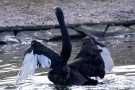 Trauerschwan (Cygnus atratus) im Hofgarten Düsseldorf