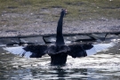 Trauerschwan (Cygnus atratus) im Hofgarten Düsseldorf