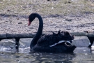 Trauerschwan (Cygnus atratus) im Hofgarten Düsseldorf