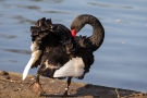 Trauerschwan (Cygnus atratus) im Hofgarten Düsseldorf