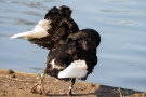 Trauerschwan (Cygnus atratus) im Hofgarten Düsseldorf