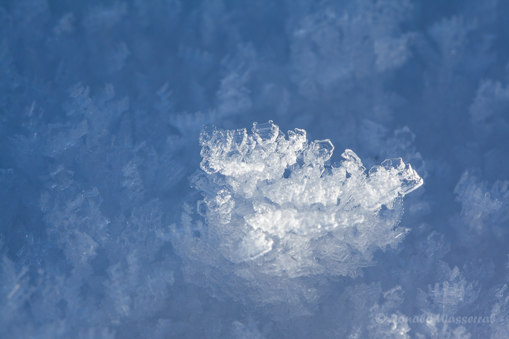 Eiskristalle im Tiefenhäuserner Moor bei Höchenschwand