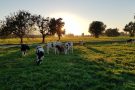 Abendstimmung in Fußach