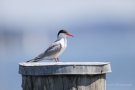 Flussseeschwalbe (Sterna hirundo) in Moos