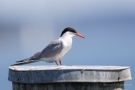 Flussseeschwalbe (Sterna hirundo) in Moos