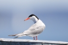 Flussseeschwalbe (Sterna hirundo) in Moos