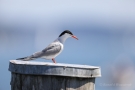 Flussseeschwalbe (Sterna hirundo) in Moos