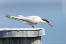 Flussseeschwalbe (Sterna hirundo) in Moos