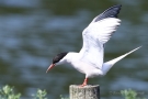 Flussseeschwalbe (Sterna hirundo)