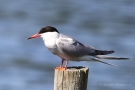 Flussseeschwalbe (Sterna hirundo)