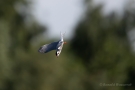 Flussseeschwalbe (Sterna hirundo) bei der Insektenjagd