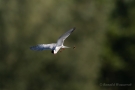 Flussseeschwalbe (Sterna hirundo) bei der Insektenjagd