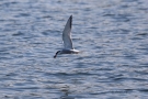 Flussseeschwalbe (Sterna hirundo) mit Beute