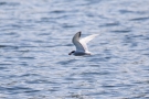 Flussseeschwalbe (Sterna hirundo) mit Beute