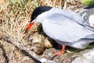 Küstenseeschwalben-Nest (Sterna paradisaea)