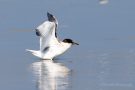 Flussseeschwalbe (Sterna hirundo) am rechten Rheindamm