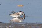 Flussseeschwalben (Sterna hirundo) am rechten Rheindamm