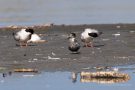 Trauerseeschwalbe (Chlidonias niger) am rechten Rheindamm