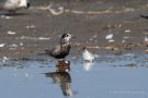Trauerseeschwalbe (Chlidonias niger) am rechten Rheindamm