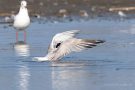 Flussseeschwalbe (Sterna hirundo) am rechten Rheindamm