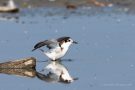 Junge Trauerseeschwalbe (Chlidonias niger) am rechten Rheindamm