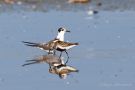 Alpenstrandläufer (Calidris alpina) und Trauerseeschwalbe (Chlidonias niger) am rechten Rheindamm