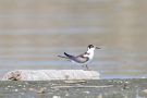 Junge Trauerseeschwalbe (Chlidonias niger) am rechten Rheindamm