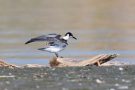 Junge Trauerseeschwalbe (Chlidonias niger) am rechten Rheindamm