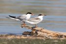 Flussseeschwalben (Sterna hirundo) am rechten Rheindamm