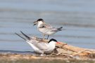 Junge Flussseeschwalbe (Sterna hirundo) mit Fisch