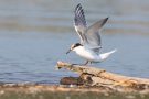 Junge Flussseeschwalbe (Sterna hirundo) am rechten Rheindamm