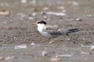 Junge Flussseeschwalbe (Sterna hirundo) am rechten Rheindamm