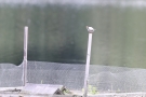 Flussseeschwalbe (Sterna hirundo) mit Futterfisch