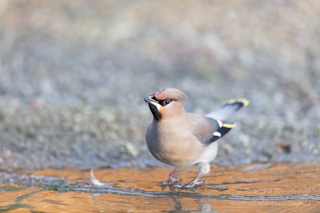 Seidenschwanz (Bombycilla garrulus)