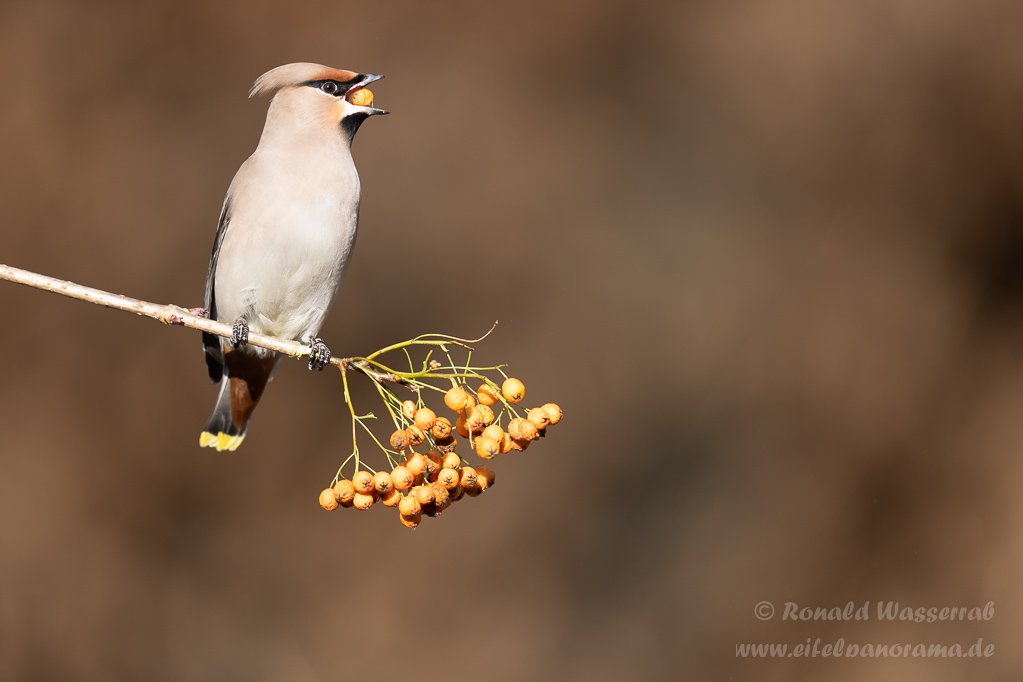 Seidenschwanz (Bombycilla garrulus)