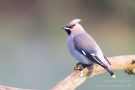 Seidenschwanz (Bombycilla garrulus)