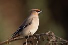 Seidenschwanz (Bombycilla garrulus)