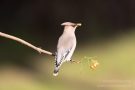 Seidenschwanz (Bombycilla garrulus)