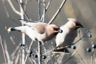 Seidenschwanz (Bombycilla garrulus) mit Beere