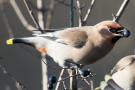 Seidenschwanz (Bombycilla garrulus) mit Beere