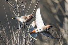 Seidenschwänze (Bombycilla garrulus)