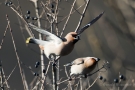 Seidenschwänze (Bombycilla garrulus)